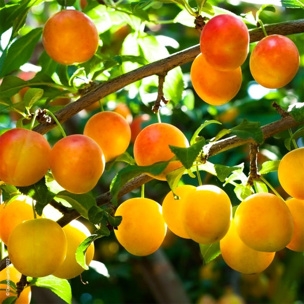 Prun (Prunus Domestica) Mirabelle de Nancy, cu fructe dulci galbene