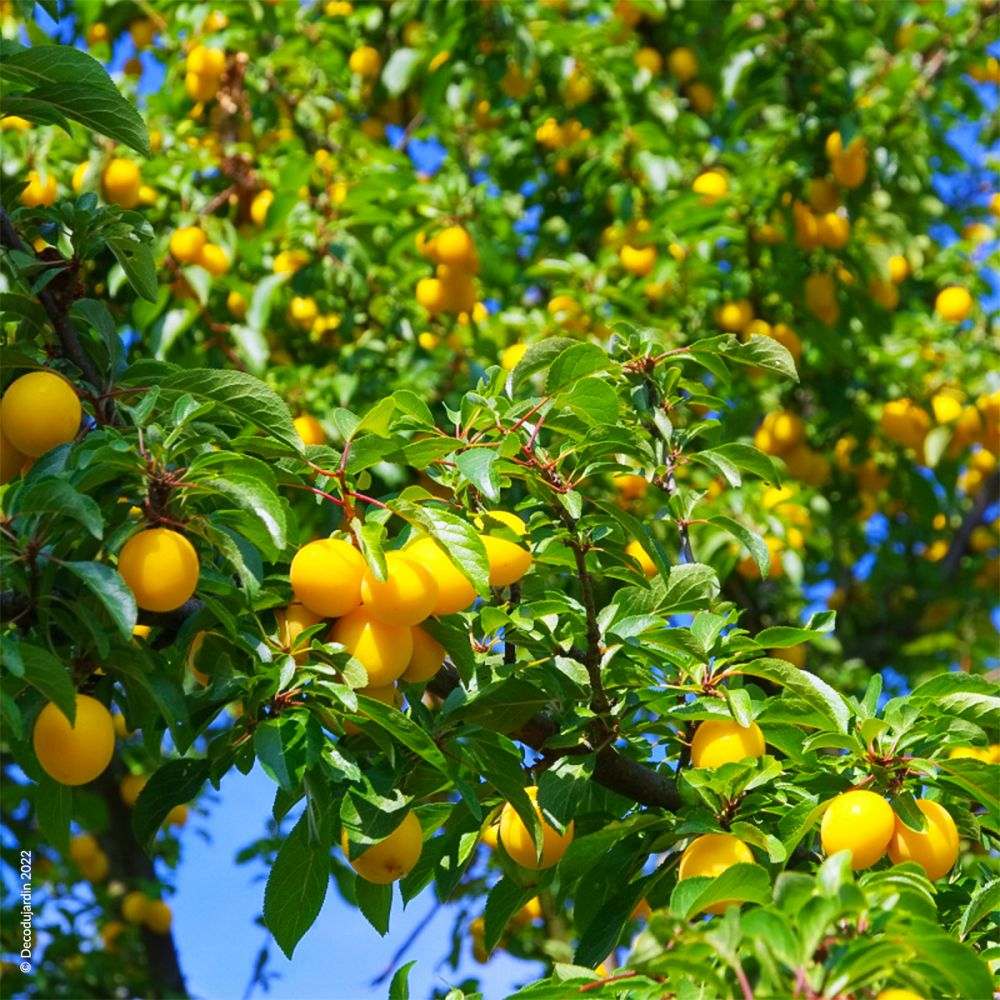 Prun (Prunus Domestica) Mirabelle de Nancy, cu fructe dulci galbene
