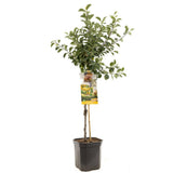 Prun (Prunus Domestica) Mirabelle de Nancy, cu fructe dulci galbene