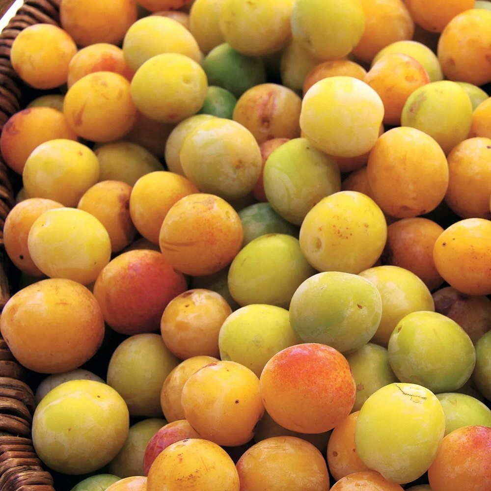 Prun (Prunus Domestica) Mirabelle de Nancy, cu fructe dulci galbene