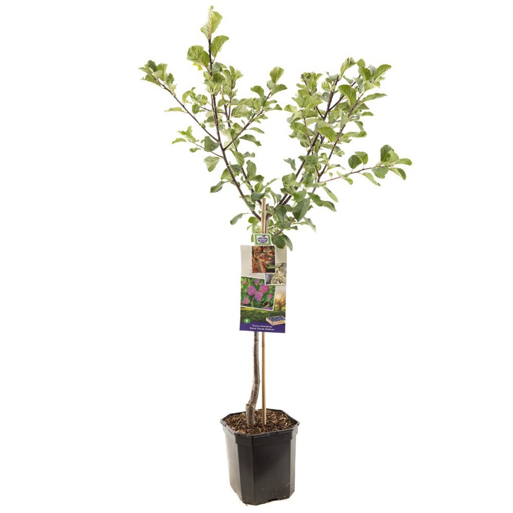 Prun Reine Claude d'Althan (Prunus Domestica), cu fructe dulci verde auriu