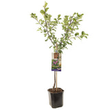 Prun Reine Claude d'Althan (Prunus Domestica), cu fructe dulci verde auriu
