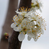 Prun Stanley (Prunus Domestica), cu fructe dulci violet