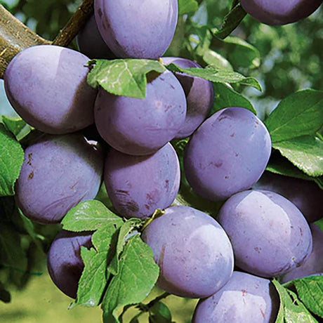 Prun Stanley (Prunus Domestica), cu fructe dulci violet