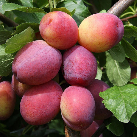 Prun Victoria (Prunus Domestica), cu fructe dulci violet-rosiatice