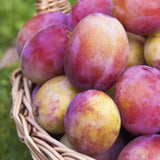 Prun Victoria (Prunus Domestica), cu fructe dulci violet-rosiatice