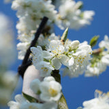 Prun Victoria (Prunus Domestica), cu fructe dulci violet-rosiatice