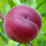 Piersic (Prunus Persica) Royal Glory cu fructe burgundii-rosii, an 2 pe rod