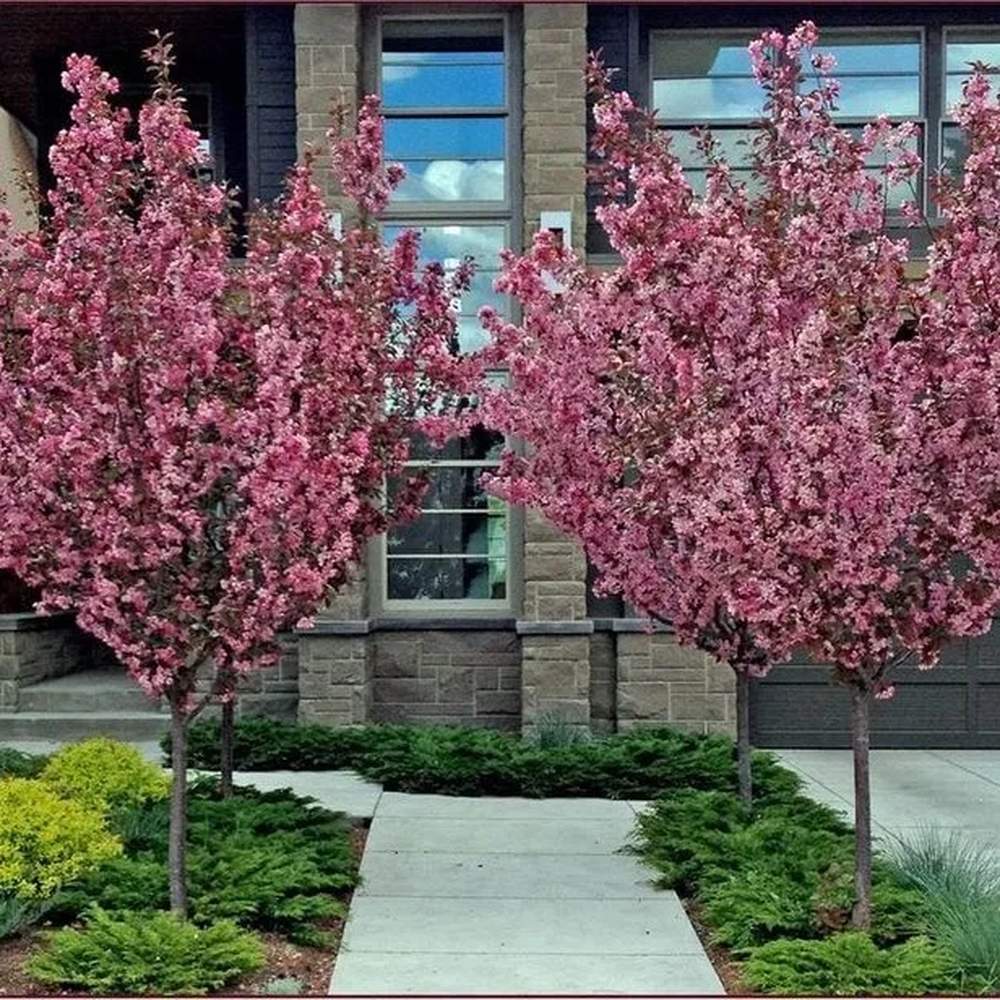 Törpe díszmandula Triloba (Prunus triloba), látványos, telt rózsaszín virágokkal, mérsékelt növekedésű
