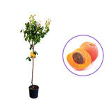 Cais (Prunus armeniaca) Orange Red, cu fructe dulci portocalii-rosii, an 2 pe rod