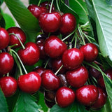 Cires (Prunus Avium) Sunburst cu fructe dulci rosii inchis, an 2 pe rod