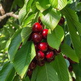 Cires (Prunus Avium) Sunburst cu fructe dulci rosii inchis, an 2 pe rod