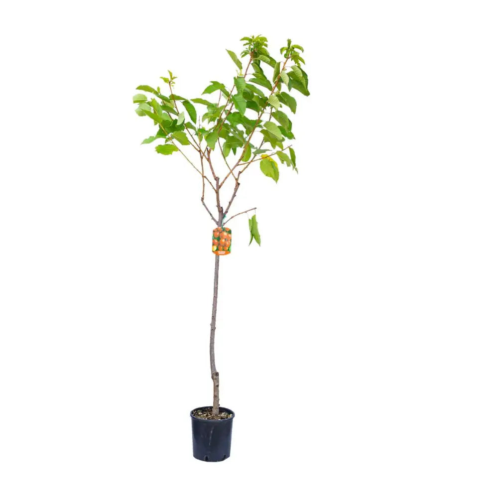Cires (Prunus Avium) Sunburst cu fructe dulci rosii inchis, an 2 pe rod