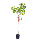 Cires (Prunus Avium) Sunburst cu fructe dulci rosii inchis, an 2 pe rod