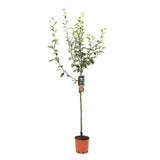 Prun Stanley (Prunus Domestica), cu fructe dulci mov, an 2 pe rod