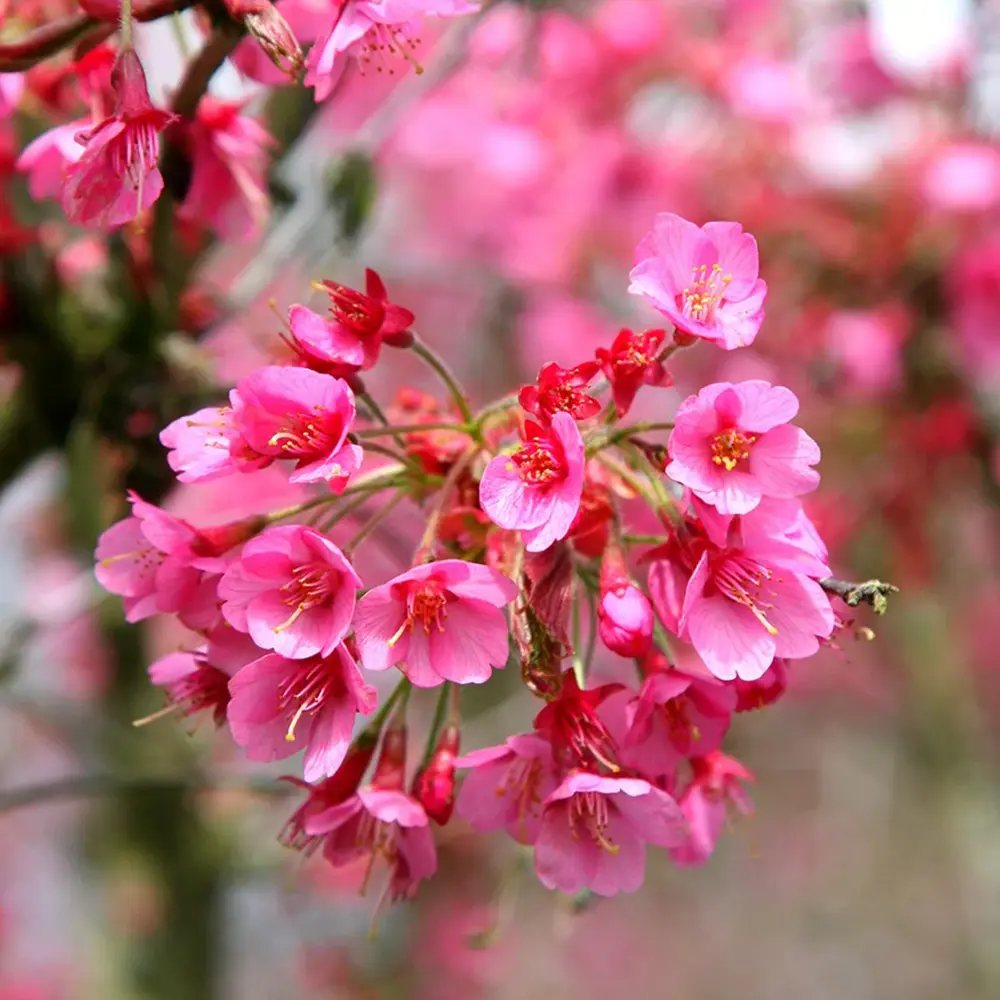 Copac Sakura, Cires Japonez Ornamental Kursar, cu flori roz intens, inflorire timpurie
