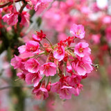 Copac Sakura, Cires Japonez Ornamental Kursar, cu flori roz intens, inflorire timpurie