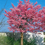 Copac Sakura, Cires Japonez Ornamental Kursar, cu flori roz intens, inflorire timpurie