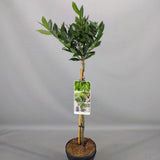 Laur Englezesc Vesnic Verde Otto Luyken (Laurocires), tip copacel, ornamental vesnic verde flori albe