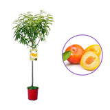 Piersic (Prunus Persica) Baby Gold 6, cu fructe galben-aurii, an 2 pe rod