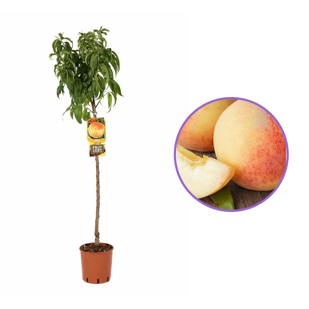 Piersic (Prunus Persica) Maria Bianca, cu fructe albe-rosii-crem, an 2 pe rod