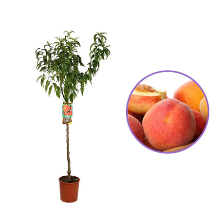 Piersic (Prunus Persica) Platicarpa Pasta Bianca cu fructe albe-roz, an 2 pe rod