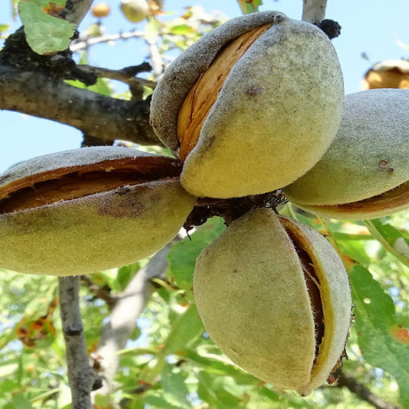 Copacel Migdal Filippo Ceo (Prunus amygdalus), cu migdale dulci crocanti, an 2 pe rod
