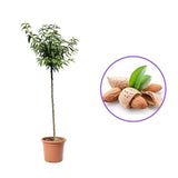 Copacel Migdal Filippo Ceo (Prunus amygdalus), cu migdale dulci crocanti, an 2 pe rod