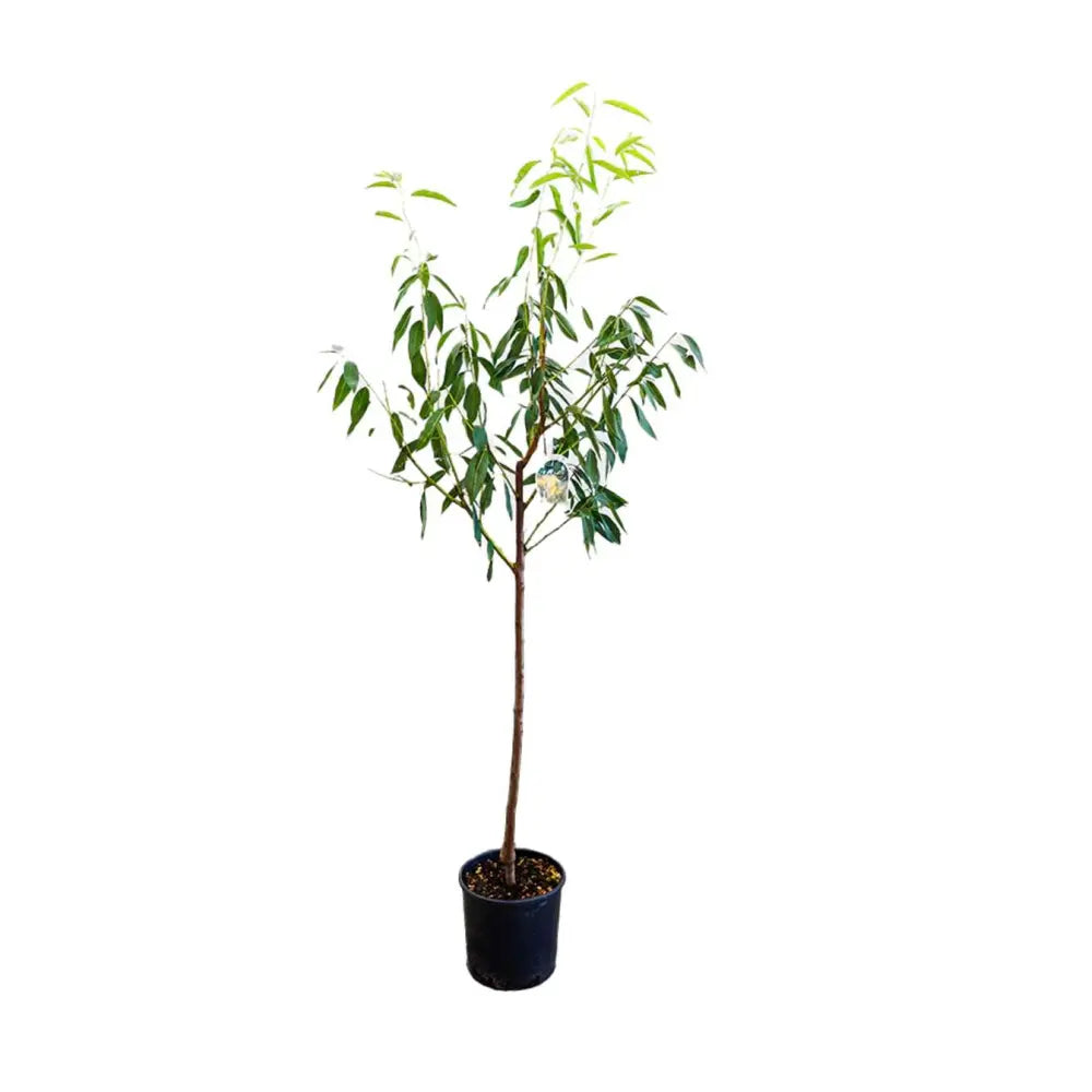 Copacel Migdal Santa Caterina (Prunus amygdalus), cu migdale dulci crocanti, an 2 pe rod