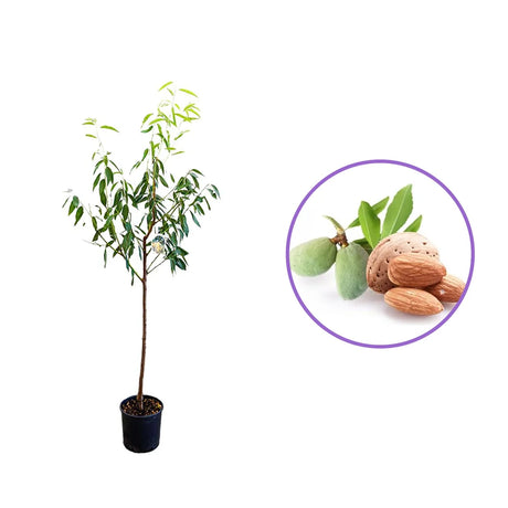 Copacel Migdal Santa Caterina (Prunus amygdalus), cu migdale dulci crocanti, an 2 pe rod