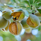 Copacel Migdal Supernova (Prunus amygdalus), cu migdale dulci crocanti, an 2 pe rod