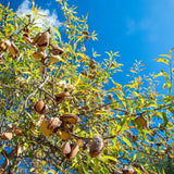 Copacel Migdal Supernova (Prunus amygdalus), cu migdale dulci crocanti, an 2 pe rod