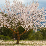 Copacel Migdal Supernova (Prunus amygdalus), cu migdale dulci crocanti, an 2 pe rod