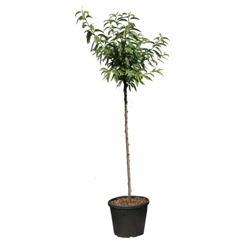 Copacel Migdal Supernova (Prunus amygdalus), cu migdale dulci crocanti, an 2 pe rod