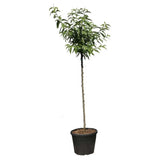 Copacel Migdal Supernova (Prunus amygdalus), cu migdale dulci crocanti, an 2 pe rod