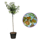 Copacel Migdal Supernova (Prunus amygdalus), cu migdale dulci crocanti, an 2 pe rod