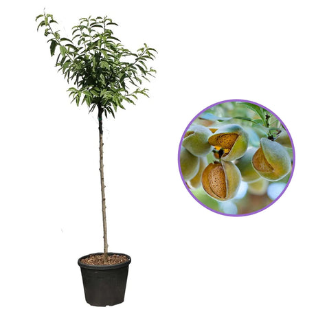Copacel Migdal Supernova (Prunus amygdalus), cu migdale dulci crocanti, an 2 pe rod
