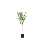 Copacel Migdal Genco (Prunus amygdalus), cu migdale dulci crocanti, an 2 pe rod