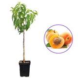 Cais (Prunus armeniaca) Baracca, cu fructe dulci portocalii, an 2 pe rod