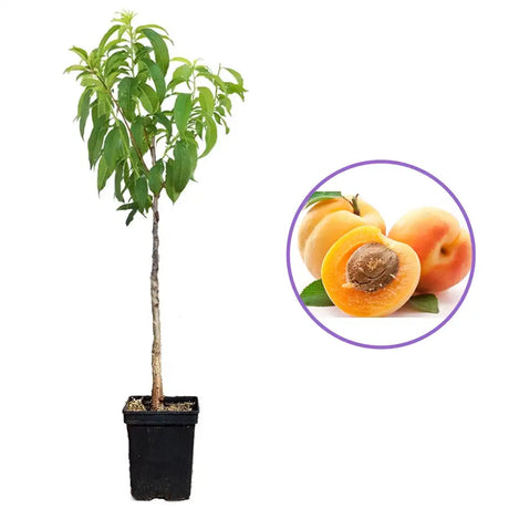 Cais (Prunus armeniaca) Baracca, cu fructe dulci portocalii, an 2 pe rod