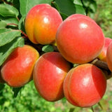 Cais (Prunus armeniaca) Caninos, cu fructe dulci portocalii, an 2 pe rod