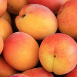 Cais (Prunus armeniaca) Pisana, cu fructe dulci portocalii, an 2 pe rod