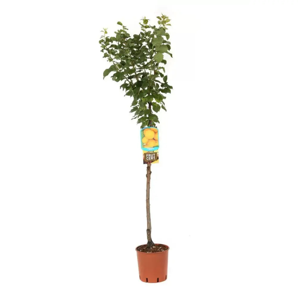 Cais (Prunus armeniaca) Pisana, cu fructe dulci portocalii, an 2 pe rod