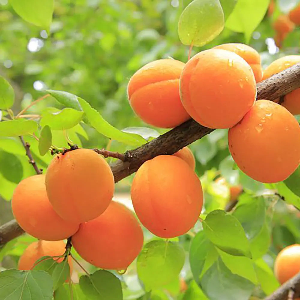 Cais (Prunus armeniaca) Pisana, cu fructe dulci portocalii, an 2 pe rod