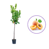Cais (Prunus armeniaca) Portici, cu fructe dulci galben-auriu, an 2 pe rod