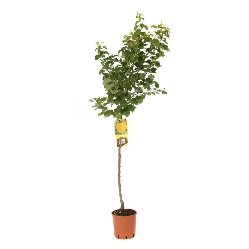 Cais (Prunus armeniaca) Precoce D'Imola, cu fructe dulci galbene-aurii, an 2 pe rod