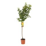 Cais (Prunus armeniaca) Precoce D'Imola, cu fructe dulci galbene-aurii, an 2 pe rod