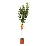 Cais (Prunus armeniaca) Reale D'Imola, cu fructe dulci galbene-aurii, an 2 pe rod