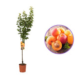 Cais (Prunus armeniaca) Reale D'Imola, cu fructe dulci galbene-aurii, an 2 pe rod