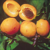 Cais (Prunus armeniaca) Reale D'Imola, cu fructe dulci galbene-aurii, an 2 pe rod